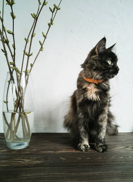 Gato Manchado Preto Colarinho Laranja Senta Uma Mesa Madeira Marrom — Fotografia de Stock