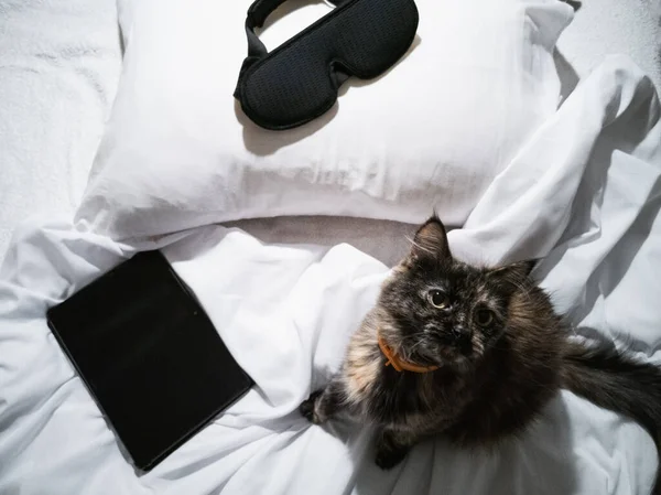 Γάτα Στο Κρεβάτι Ένα Δισκίο Και Μια Μάσκα Ύπνου Μαξιλάρι — Φωτογραφία Αρχείου