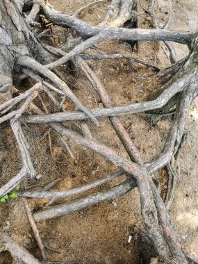 Çam ağaçlarının kök sistemi ormanın zemininden ve parktan görülebilir.