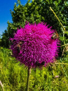 Yeşil ağaçların arka planında parlak pembe bir çiçek. Arılar bir çiçeğin üzerinde oturuyorlar.