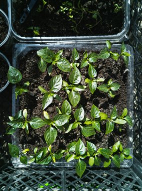 Genç filizler ekmek için yetiştirilir.