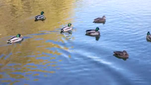 Patos Nadando Ainda Lagoa Parque Dia Ensolarado Calma Panning — Vídeo de Stock