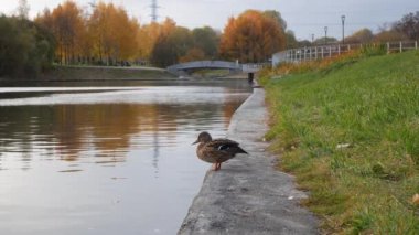 Yalnız ördek gölette yürüyor, tüyleri temizliyor, boynu uzanıyor.