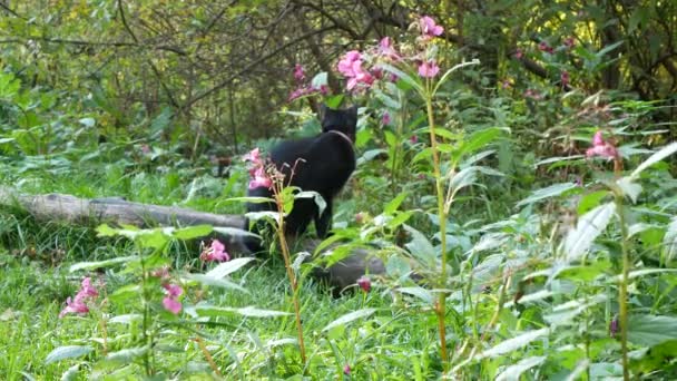 Gato Doméstico Preto Com Olhos Amarelos Senta Flores Rosa Jardim — Vídeo de Stock