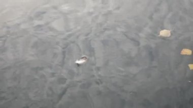 Ördek tüyü gölette süzülür, yaban ördekleri yüzer, yüzer. Ördek gölde yüzer