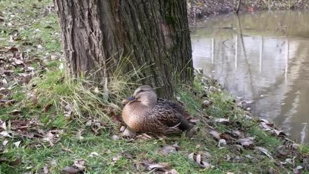 Weibliche Stockente Macht Ein Nickerchen See Streckt Dann Den Hals — Stockvideo