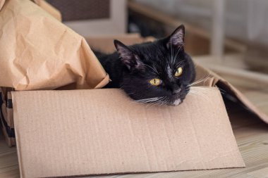 Sarı gözlü siyah bir kedi, içinde hışırdayan kağıt olan bir karton kutunun içinde yatıyor.. 