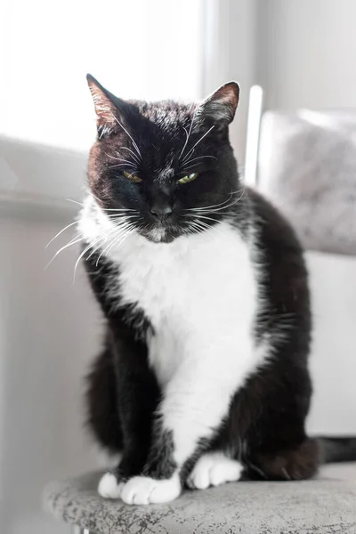 Zwart Witte Kat Zit Een Stoel Kat Kijkt Naar Wereld — Stockfoto