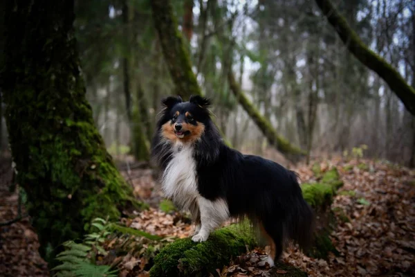 Sheltie Τρίχρωμος Σκύλος Στέκεται Ένα Βρύα Log Στο Δάσος Του — Φωτογραφία Αρχείου