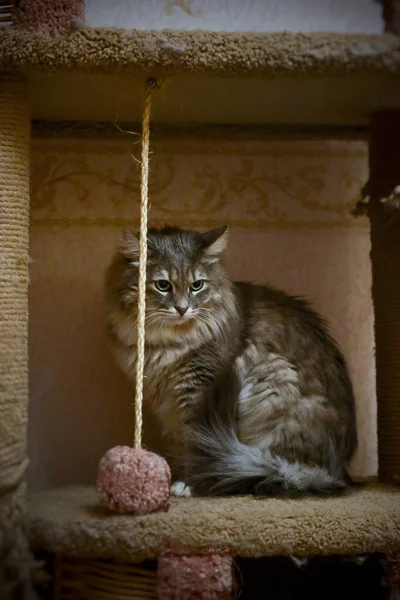 Gatto Grigio Siede Sulla Casa Gatto Con Una Palla Guarda — Foto Stock