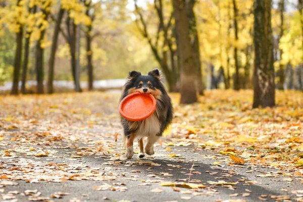 Sheltie Τρίχρωμος Σκύλος Τρέχει Παιχνίδι Στα Δόντια Φθινόπωρο Δάσος — Φωτογραφία Αρχείου
