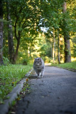 Gri tüylü bir kedi yazın parkta ağaçların arasında yol boyunca yürür.