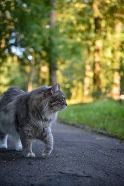 Gri tüylü bir kedi parkta yürür ve etrafa bakar.