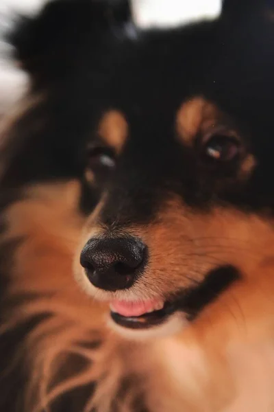 Clear Nose Sheltie Dog Background Blurred Muzzle — Stock Photo, Image