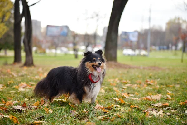 Perro Sheltie Tricolor Con Collar Rojo Encuentra Hierba Parque Entre —  Fotos de Stock