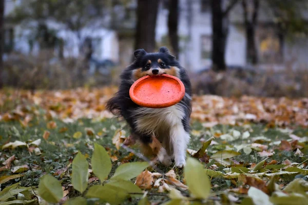 Sheltie Τρίχρωμος Σκύλος Τρέχει Γρήγορα Ένα Παιχνίδι Στα Δόντια Του — Φωτογραφία Αρχείου
