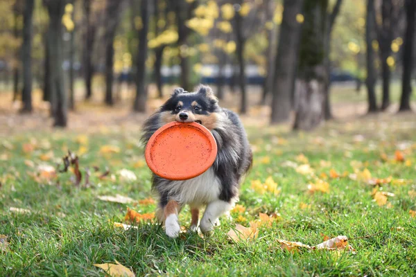Sheltie Τρίχρωμος Σκύλος Τρέχει Ένα Παιχνίδι Στα Δόντια Του Στο — Φωτογραφία Αρχείου
