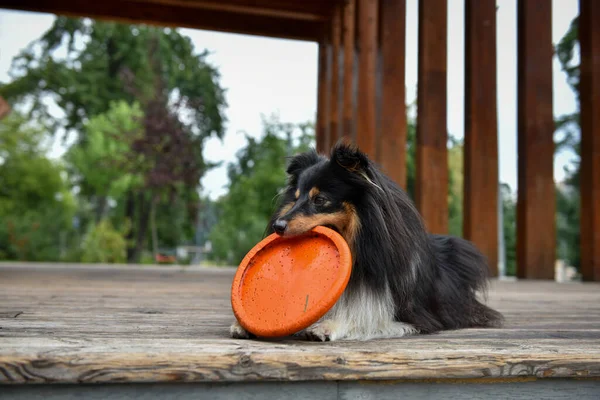 Sheltie Τρίχρωμος Σκύλος Βρίσκεται Μια Ξύλινη Σκηνή Ένα Πορτοκαλί Παιχνίδι — Φωτογραφία Αρχείου