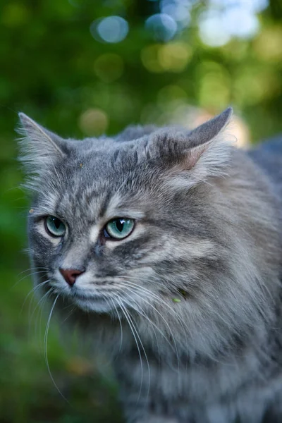 緑の背景に青い目をした灰色のふわふわの猫の肖像 — ストック写真