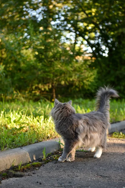 Gatto Grigio Soffice Cammina Lungo Strada Estate Guarda Indietro — Foto Stock