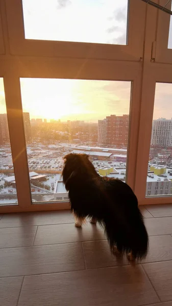 Sheltie Mischlingshund Blickt Bei Sonnenaufgang Aus Dem Fenster Auf Die — Stockfoto