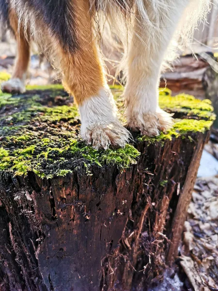 Las Patas Muñón Musgoso —  Fotos de Stock