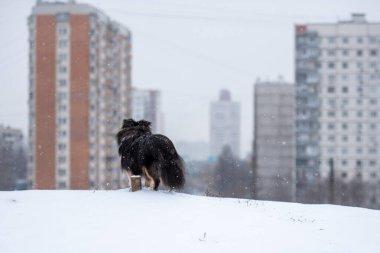 Üç renkli Sheltie cins köpek karlı bir tepenin üzerinde şehrin arka planında duruyor.