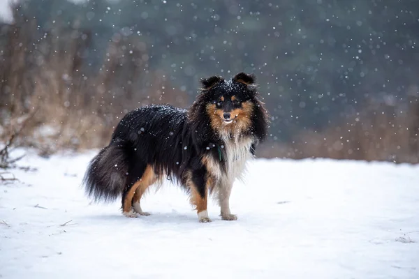 Tricolor Sheltie Perro Posando Nieve Sobre Fondo Matorrales Hierba Seca — Foto de Stock