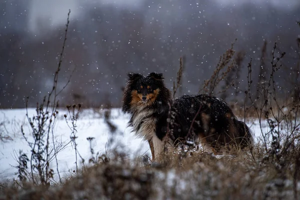 Tricolor Sheltie Cão Posando Neve Nas Moitas Grama Seca — Fotografia de Stock