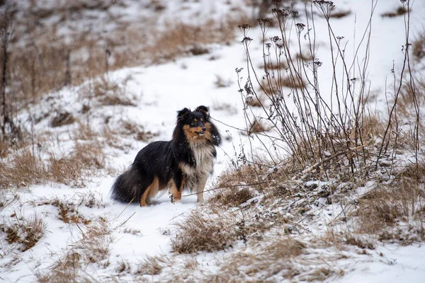 Tricolor Sheltie Dog Posing Snow Hill Thickets Dry Grass — Stock Photo, Image