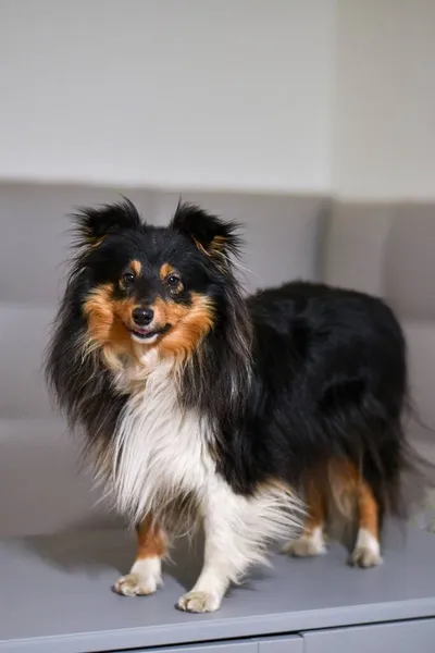 Retrato Cão Tricolor Raça Sheltie Cão Fica Frente Fundo Cinza — Fotografia de Stock