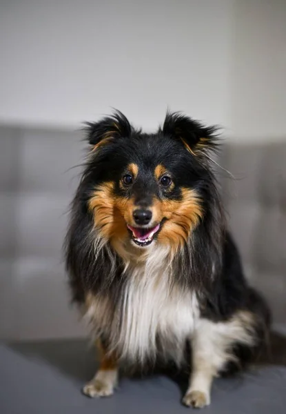 Портрет Трёхцветной Собаки Шелти Собака Сидит Открытым Ртом Сером Фоне — стоковое фото