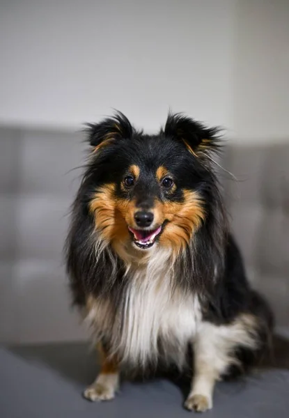 Retrato Una Raza Perro Tricolor Sheltie Perro Sienta Con Boca —  Fotos de Stock