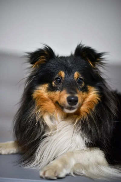 Портрет Трёхцветной Собаки Шелти Собака Лежит Сером Фоне — стоковое фото