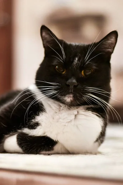 Retrato Gato Preto Branco Deitado Tapete Com Patas Emaranhadas — Fotografia de Stock