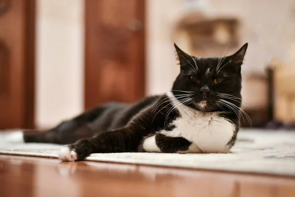 Porträt Einer Schwarz Weißen Katze Die Mit Nach Vorne Ausgestreckten — Stockfoto