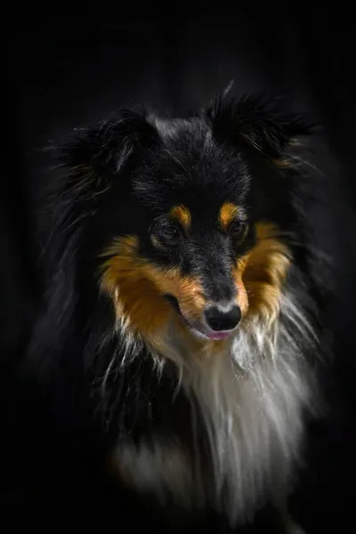 Porträt Eines Tricolor Hundes Der Rasse Sheltie Auf Schwarzem Hintergrund — Stockfoto