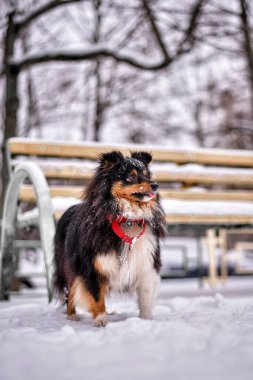 Açık arkaplanda kırmızı yakalı üç renkli Sheltie köpeğinin portresi Noel kartına benziyor.