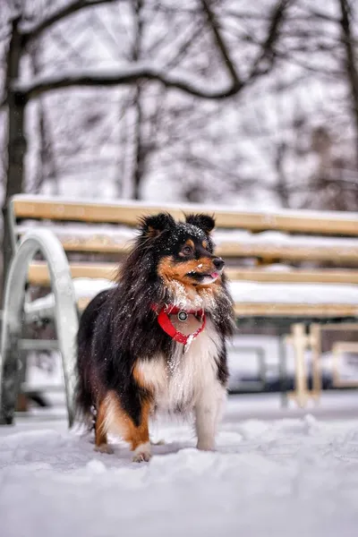 Portrait Tricolor Sheltie Dog Red Collar Snow Light Background Looks — Stock Photo, Image