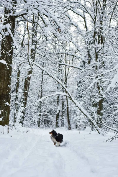 Black Sheltie Dog Stands Snowy Path Winter Christmas Forest — Stock Photo, Image