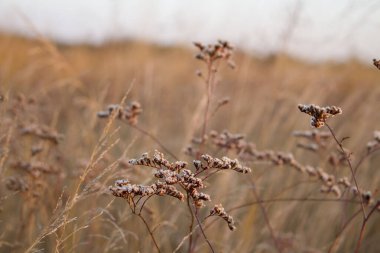 tarladaki kuru otlar
