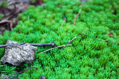 Bıldırcın yumurtası sanatı