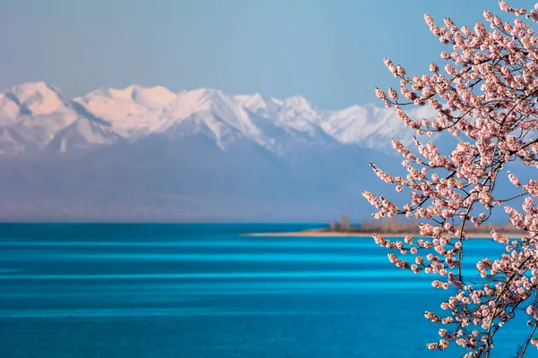 Dağ gölünün arka planında açan yabani kayısı Issyk Kul Kırgızistan.