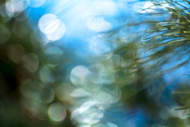 Güneş ışığında iğne, bokeh, seçici odak.