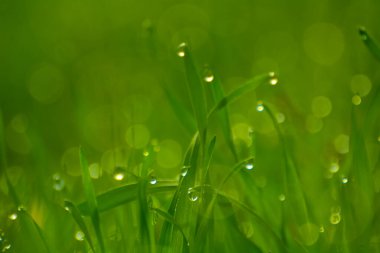 Ross yeşil çimlere düşer, parlak bokeh.