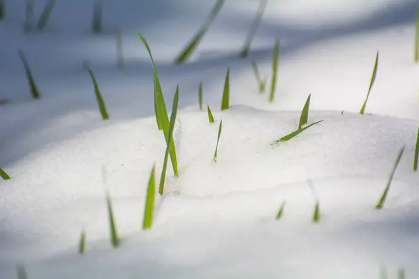 Весняне Зелене Листя Під Снігом Мороз — стокове фото