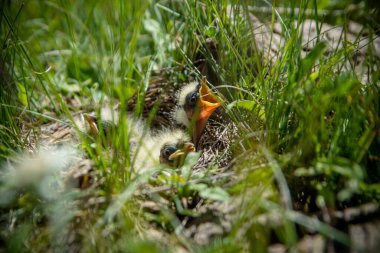 Sonkul gölündeki yuvada martı yavruları