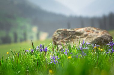 Dağ çiçeği Iris, Barskoon Kırgızistan.