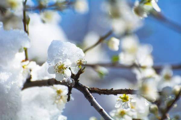 Lente Vorst Bloeiende Abrikozenbomen Appelbomen Onder Sneeuw — Stockfoto