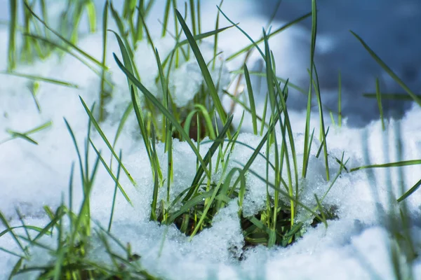 Lente Groene Bladeren Onder Sneeuw Vorst — Stockfoto